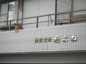 ラッキー☆ボーイ｜「花よね」　（熊本県熊本市中央区の花キューピット加盟店 花屋）のブログ