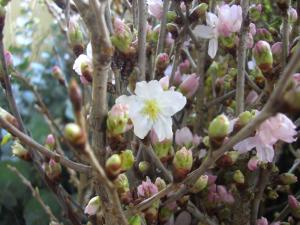 ✿SAKURA✿（熊本）｜「花よね」　（熊本県熊本市中央区の花キューピット加盟店 花屋）のブログ