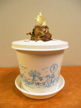 今年もチャレンジo(^O^)o｜「花よね」　（熊本県熊本市中央区の花キューピット加盟店 花屋）のブログ