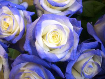 “Blue Rose”｜「花よね」　（熊本県熊本市中央区の花キューピット加盟店 花屋）のブログ