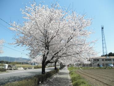 桜・さくら・SAKURA｜「花よね」　（熊本県熊本市中央区の花キューピット加盟店 花屋）のブログ