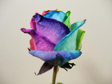 rainbow-rose-3