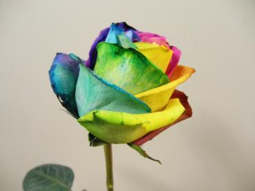 rainbow-rose-4