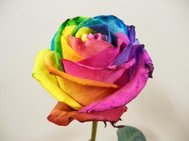 rainbow-rose-5