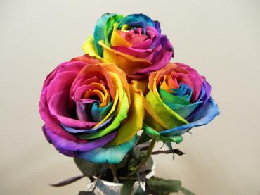 rainbow-rose-6