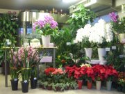 「花よね」　（熊本県熊本市中央区）の花屋店舗写真1